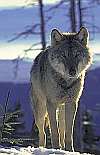 Wolf